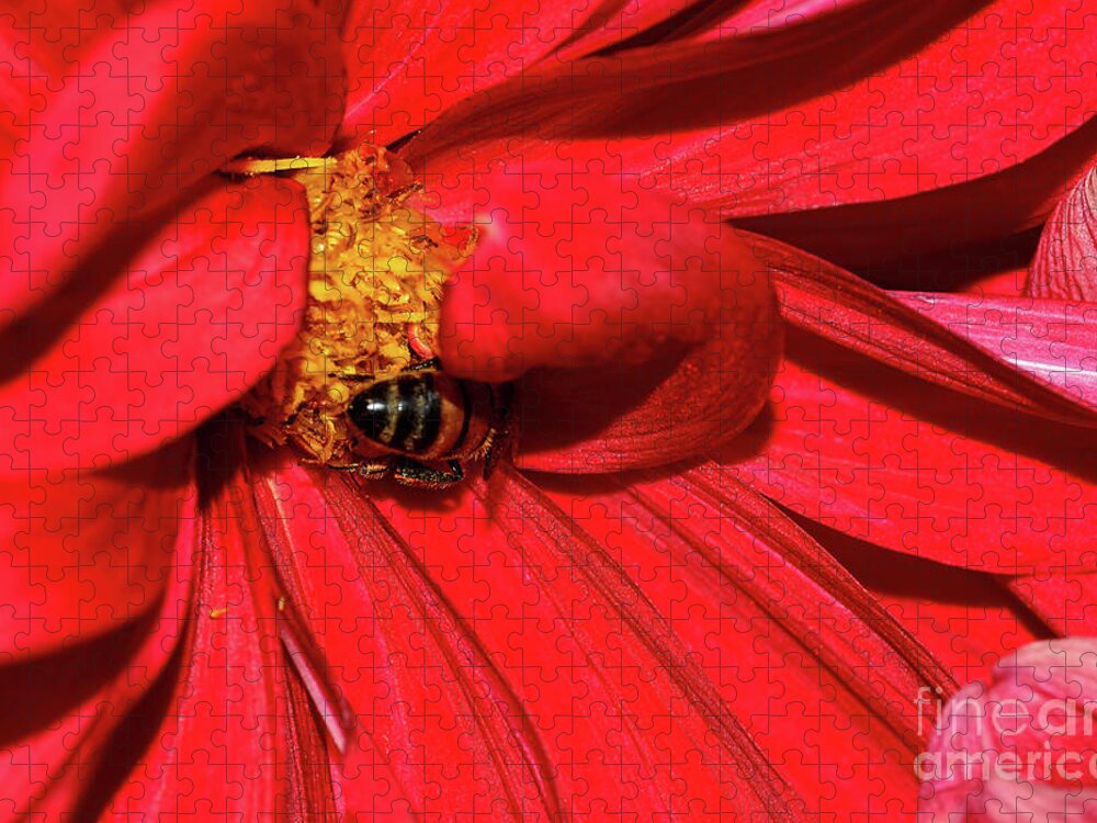 Bee On Red Dahlia Jigsaw Puzzle featuring the photograph Bee on Red Dahlia by Kaye Menner by Kaye Menner