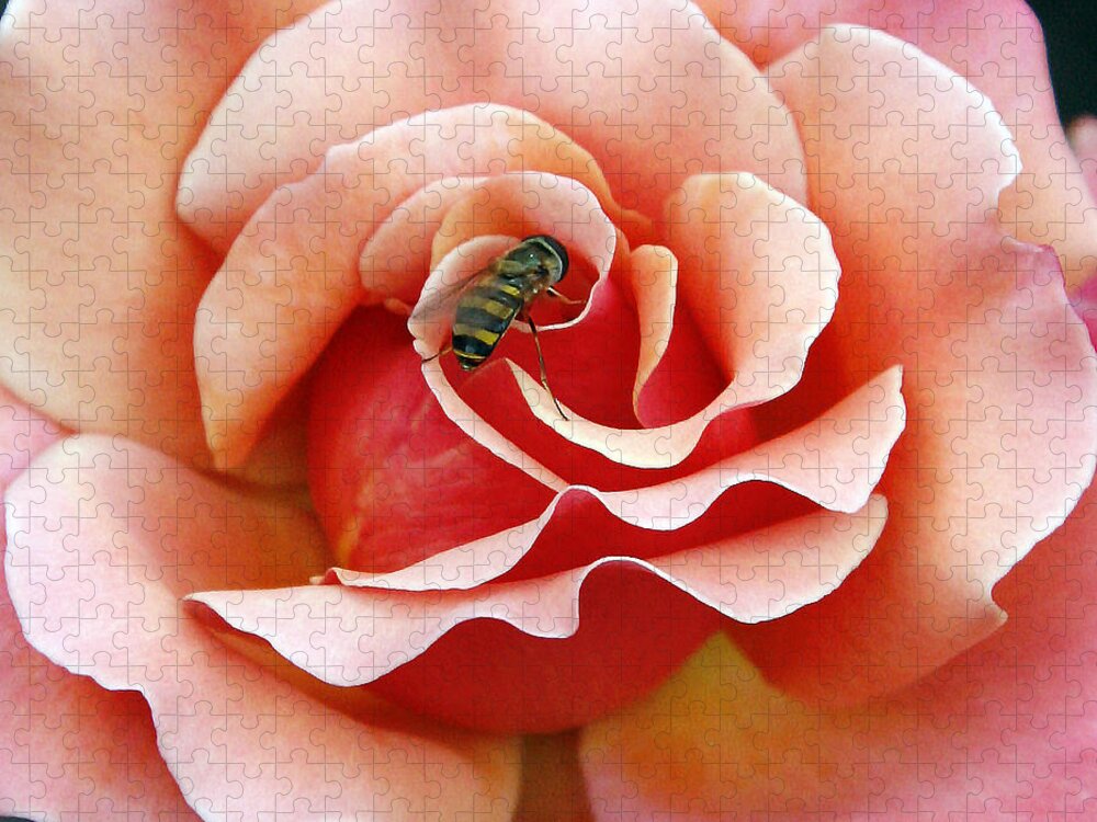 Roses Jigsaw Puzzle featuring the photograph Bee on Rose by Gina Fitzhugh