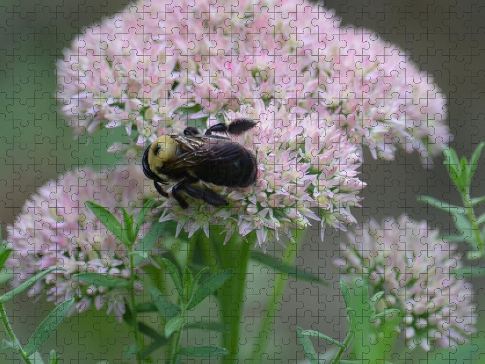 Bee On Sedum Jigsaw Puzzle featuring the photograph Bee on Sedum by Maria Urso