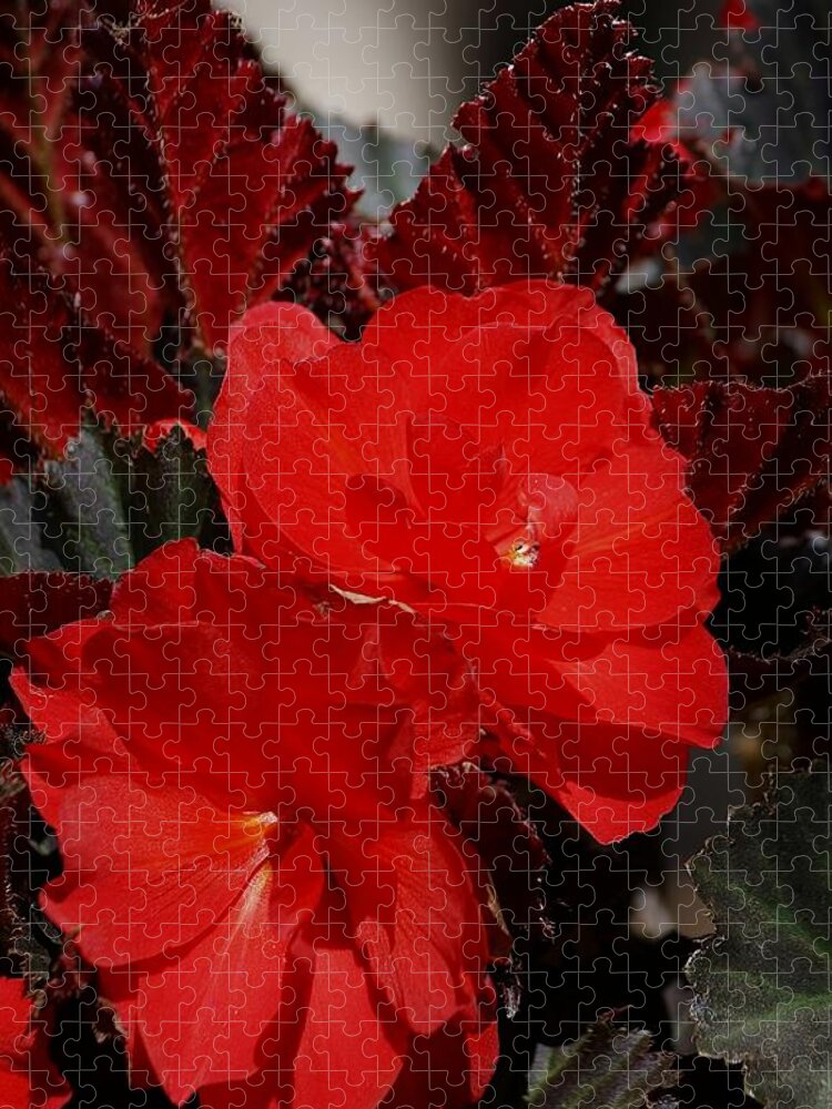 Begonias Jigsaw Puzzle featuring the photograph Begonia Duo by Tracey Vivar