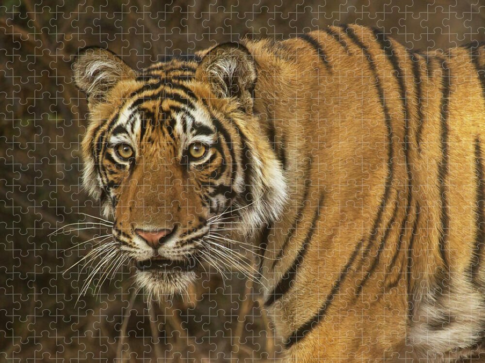 2017 Jigsaw Puzzle featuring the photograph Bengale Tiger by Jean-Luc Baron