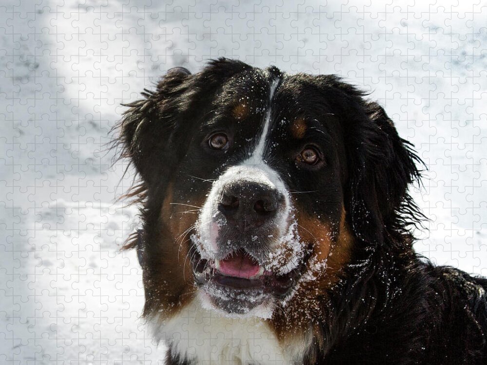 Jean Noren Jigsaw Puzzle featuring the photograph Bernese Mt Dog by Jean Noren