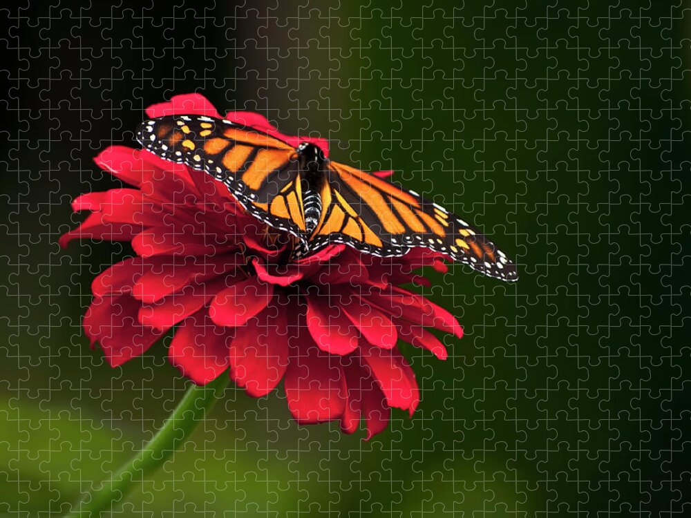 Butterfly Jigsaw Puzzle featuring the photograph BFF by Jeff Cooper