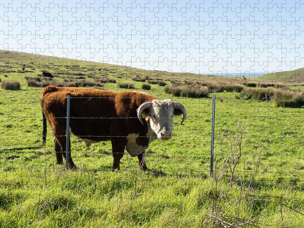 Wingsdomain Jigsaw Puzzle featuring the photograph Big Bull At Point Reyes National Seashore California DSC4884-sq by Wingsdomain Art and Photography