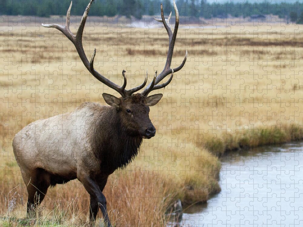 Elk Jigsaw Puzzle featuring the photograph Big Bull Elk by Wesley Aston
