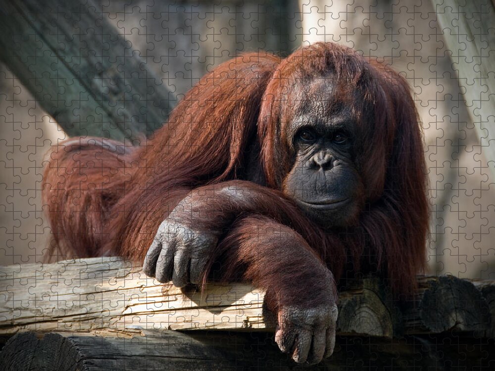 Orangutang Jigsaw Puzzle featuring the photograph Big Hands by Steven Sparks