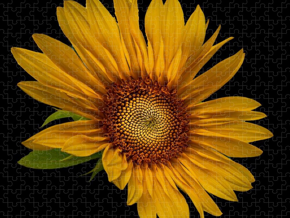 Art Jigsaw Puzzle featuring the photograph Big Sunflower by Debra and Dave Vanderlaan