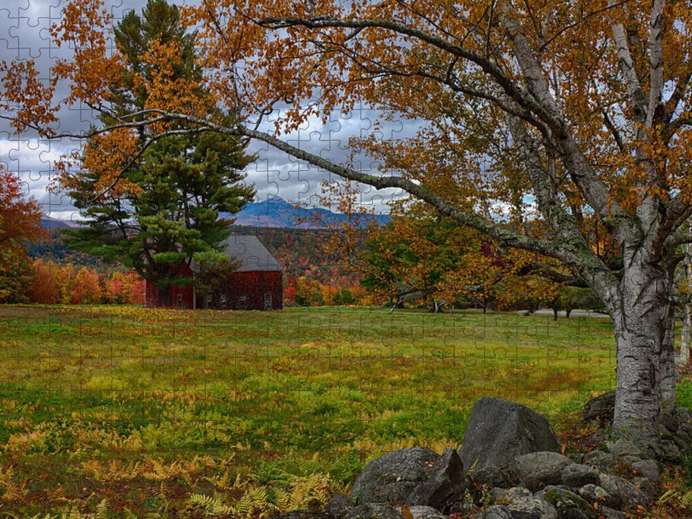 Chocorua Fall Colors Jigsaw Puzzle featuring the photograph Birch over the mountains by Jeff Folger