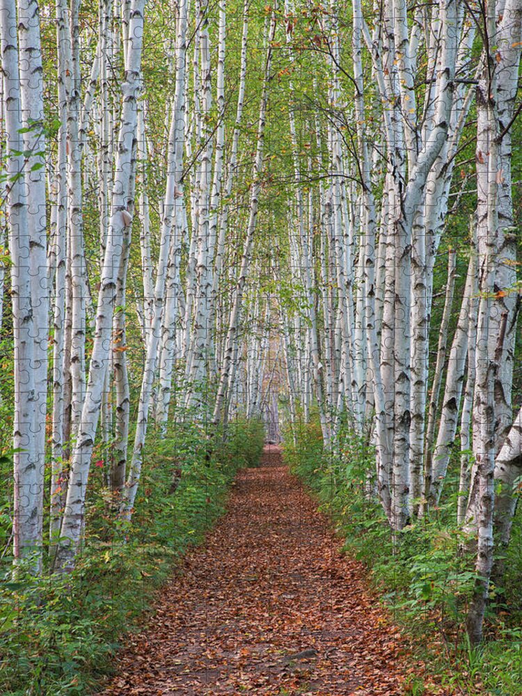 Birch Jigsaw Puzzle featuring the photograph Birch Path by White Mountain Images