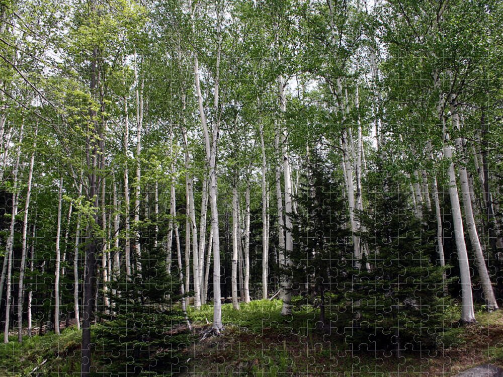 New Hampshire Jigsaw Puzzle featuring the photograph Birches by Heather Applegate