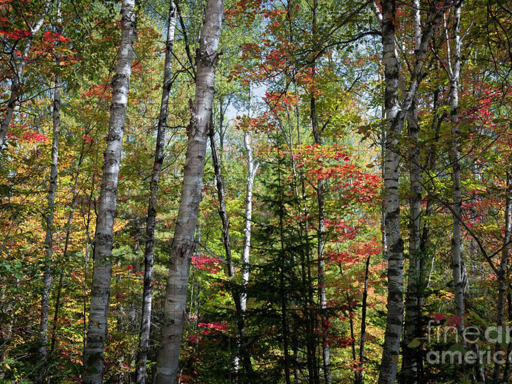 Forest Jigsaw Puzzle featuring the photograph Birches in fall forest by Elena Elisseeva