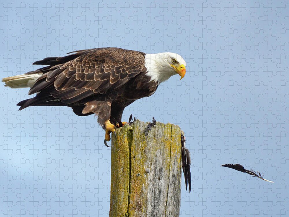 Eagle Jigsaw Puzzle featuring the photograph Bird Of A Feather by Joy McAdams