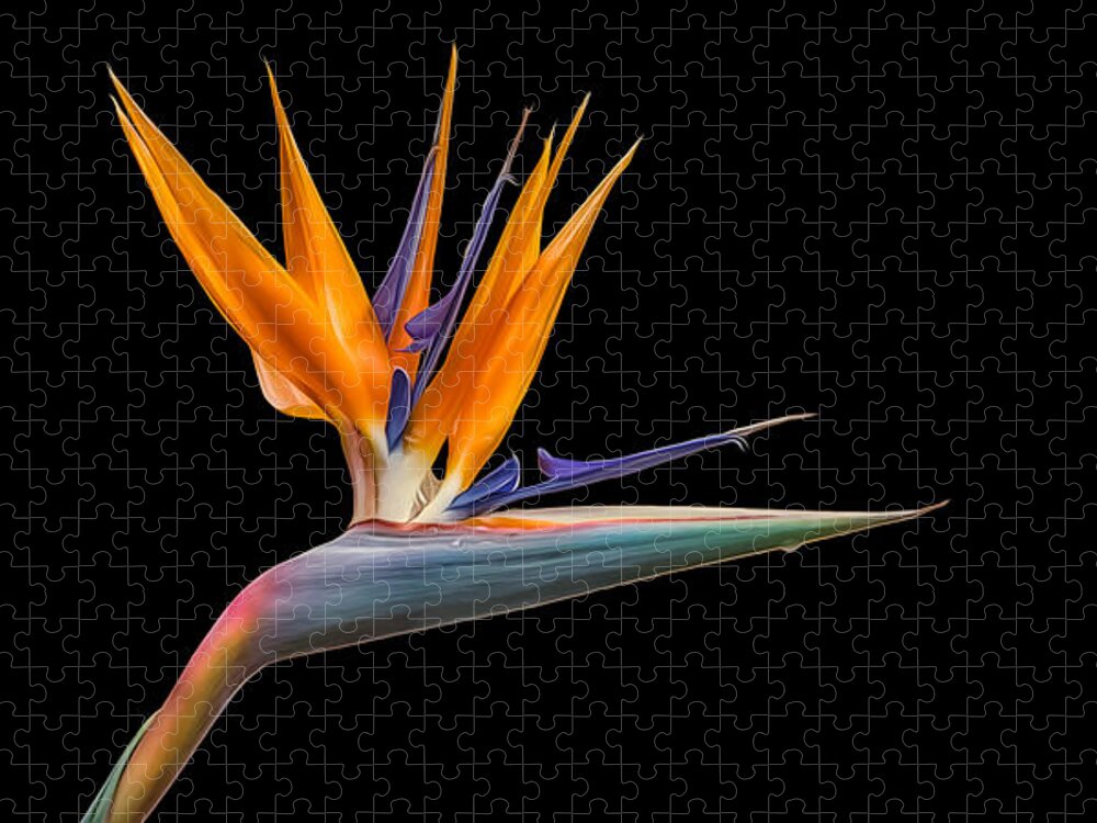 Plant Jigsaw Puzzle featuring the photograph Bird of Paradise Flower on Black by Rikk Flohr