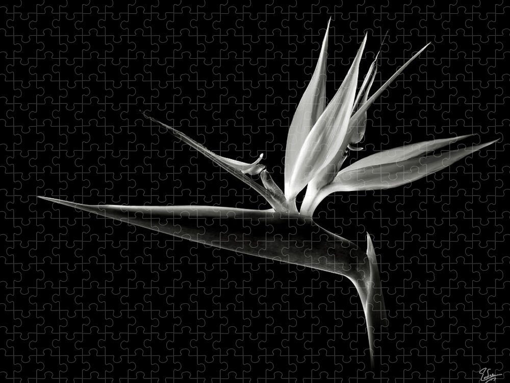 Flower Jigsaw Puzzle featuring the photograph Bird of Paradise in Black and White by Endre Balogh