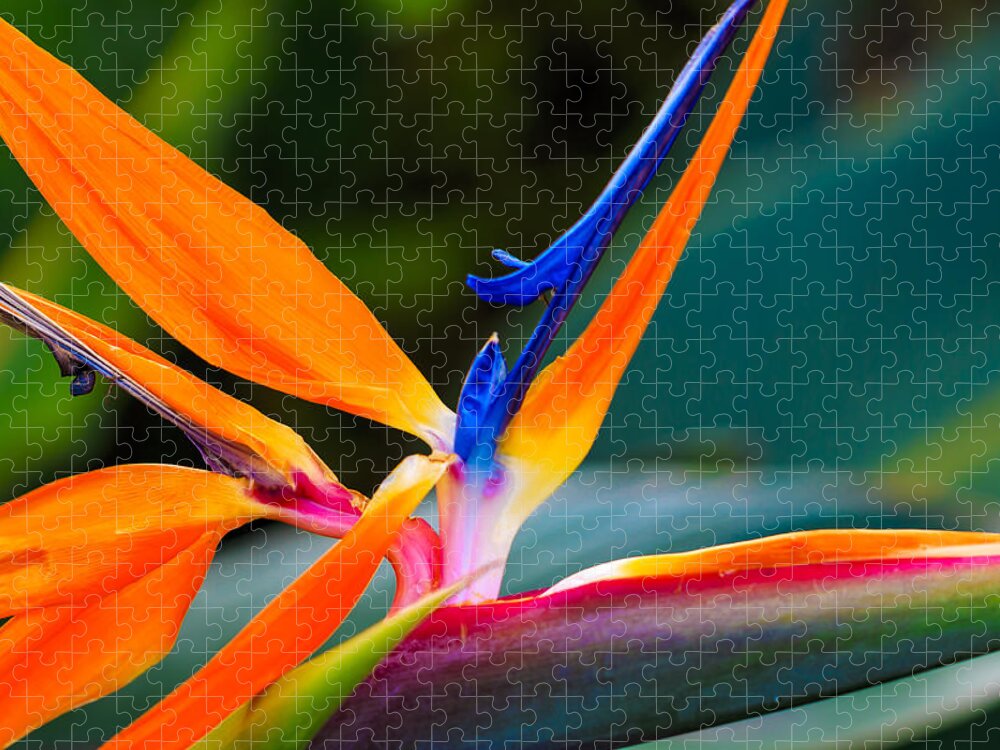 Floral Jigsaw Puzzle featuring the photograph Bird of Paradise by Jade Moon