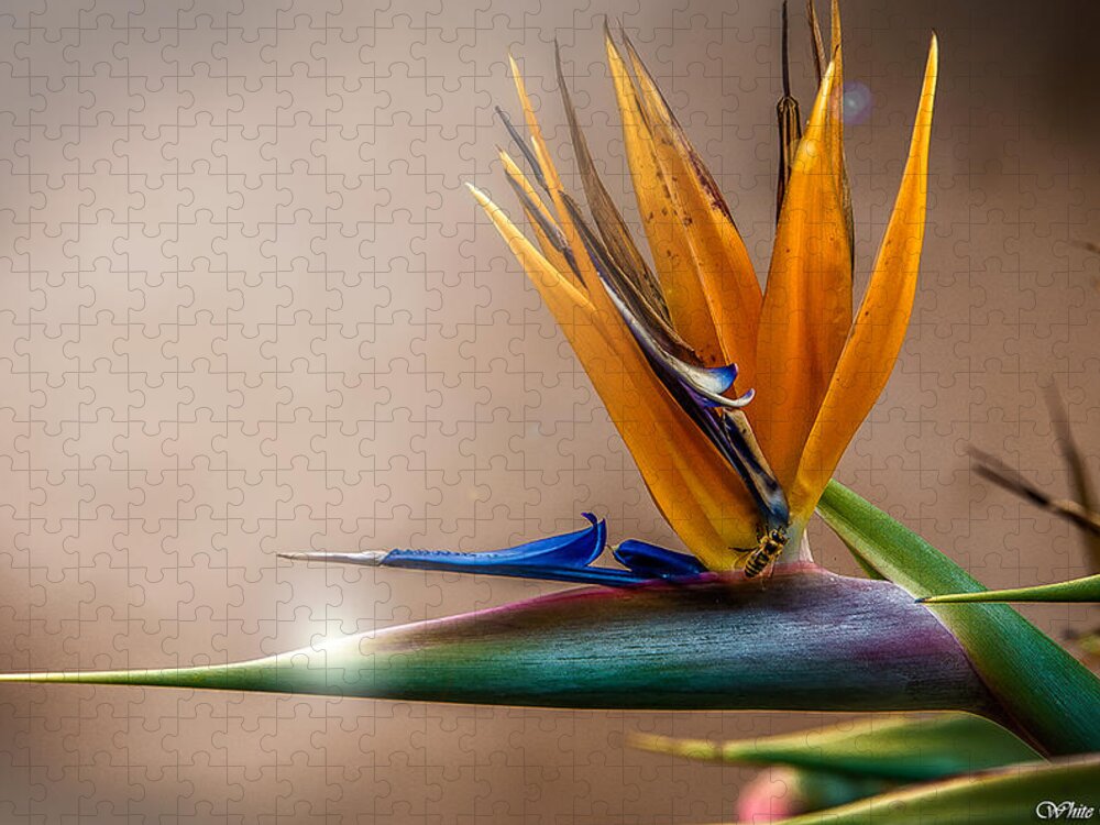 California Jigsaw Puzzle featuring the photograph Bird of Paradise by Patrick Boening