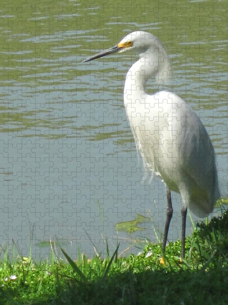 Egret Jigsaw Puzzle featuring the photograph Bird by Sandy Taylor