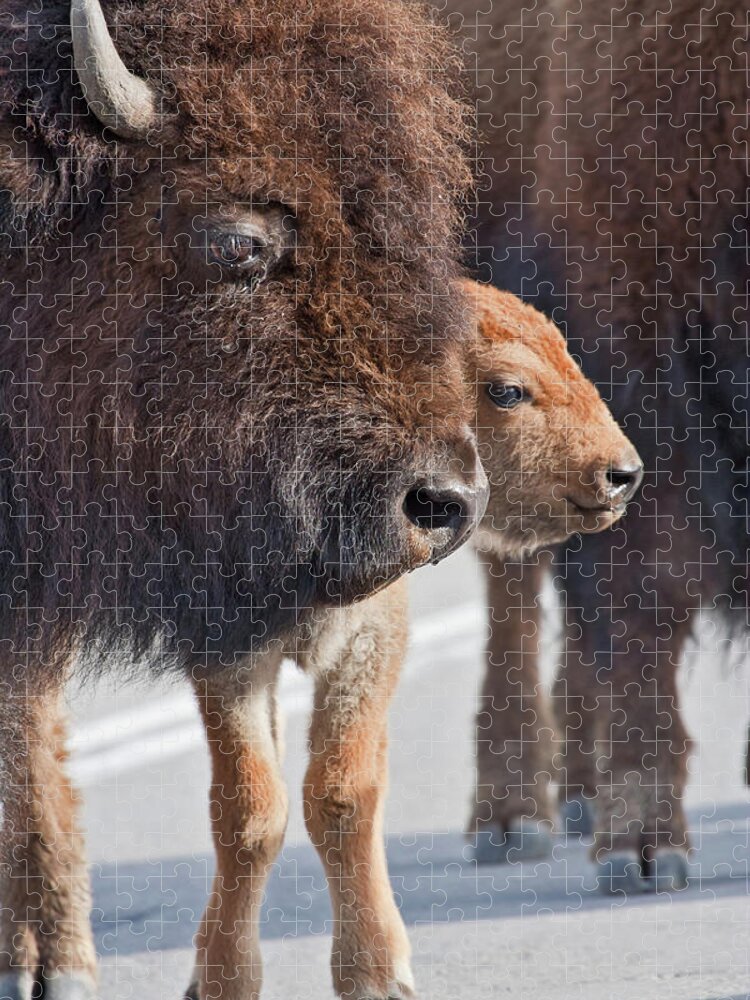 Buffalo Jigsaw Puzzle featuring the photograph Bison Family by Wesley Aston