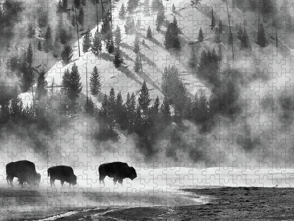 American Bison Jigsaw Puzzle featuring the photograph Bison in Winter by Max Waugh