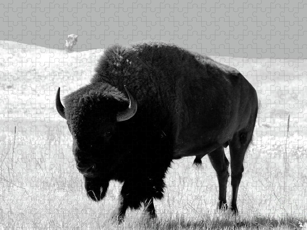 Bison Jigsaw Puzzle featuring the photograph Bison On Open Range by Christiane Schulze Art And Photography