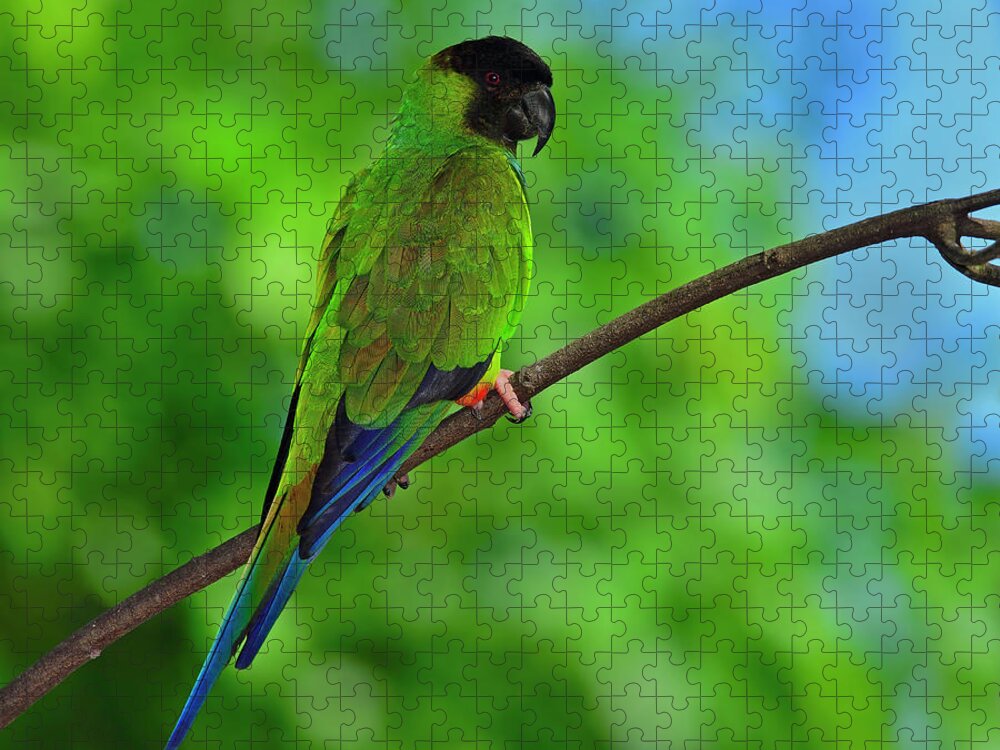 Nanday Parakeet Jigsaw Puzzle featuring the photograph Black and Blue by Tony Beck