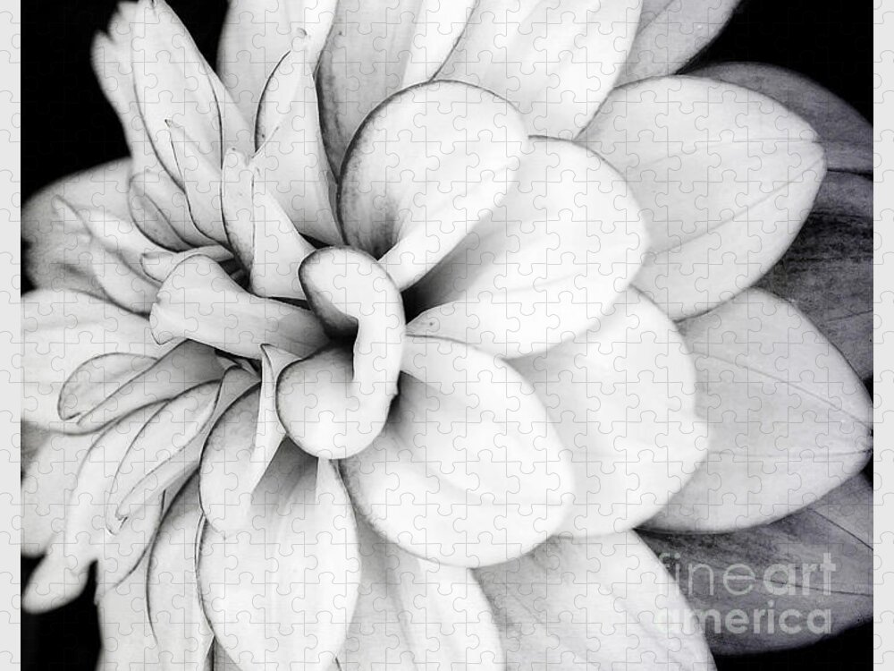 Black And White Fine Wall Art Print Jigsaw Puzzle featuring the photograph Black and White Fine Wall Art Dahlia Print by Gwen Gibson