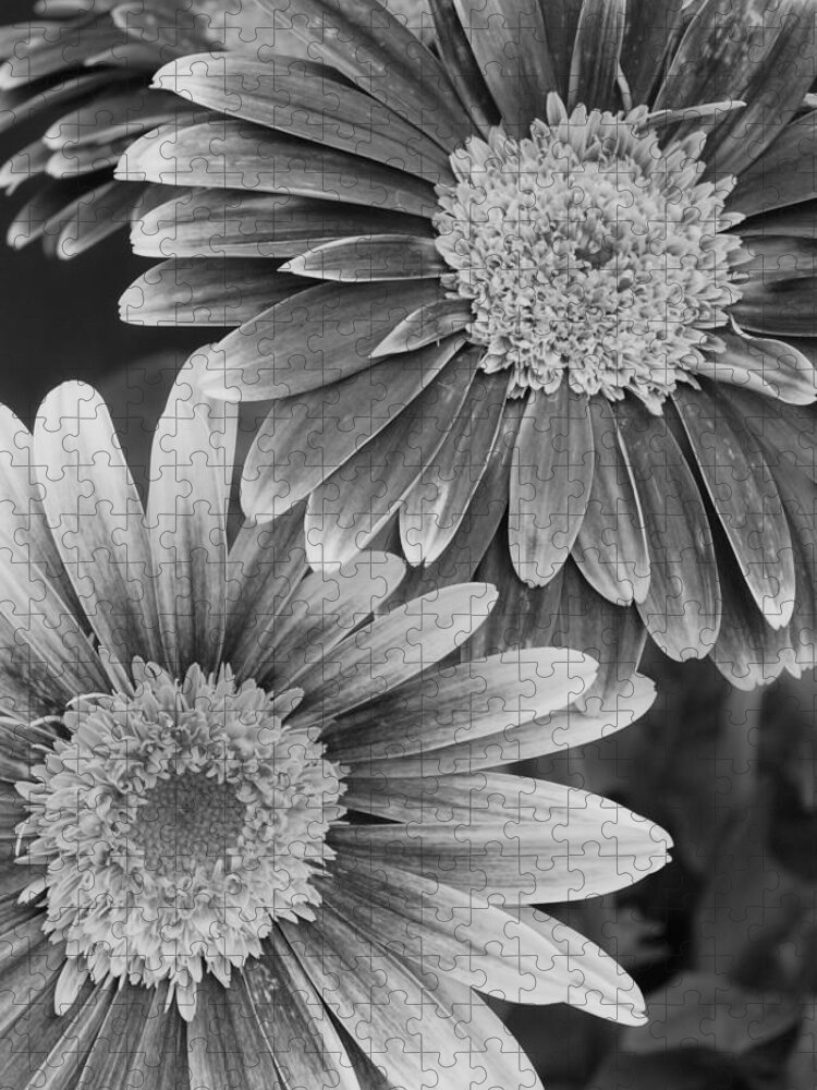 Flower Jigsaw Puzzle featuring the photograph Black and White Gerber Daisies 2 by Amy Fose