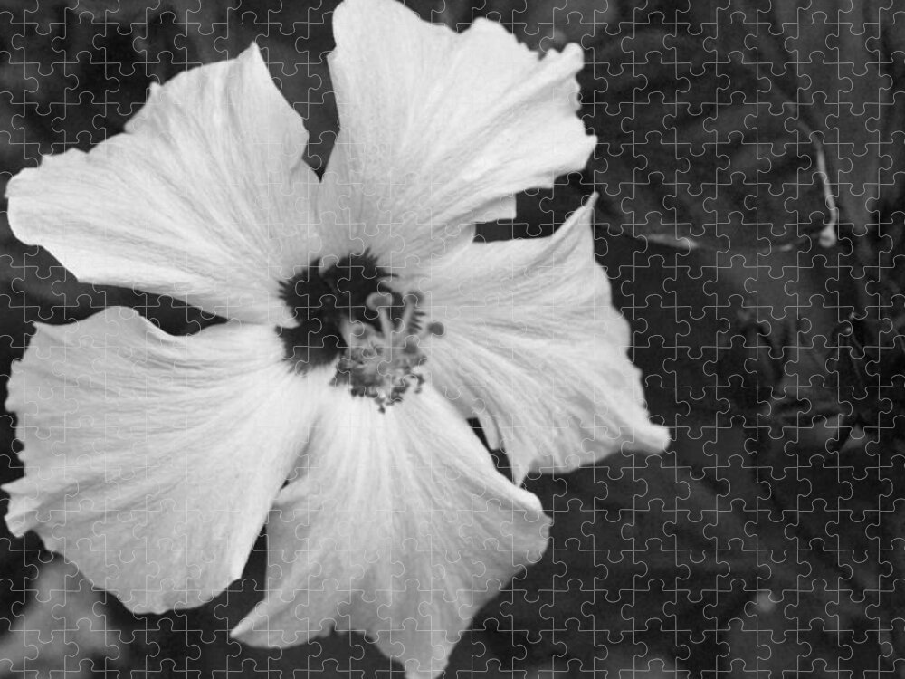 Flower Jigsaw Puzzle featuring the photograph Black and White Hibiscus 2 by Amy Fose
