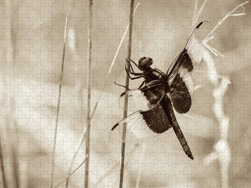 Casper Bluff Land And Water Preserve Jigsaw Puzzle featuring the photograph Black and White of Widow Skimmer Dragonfly by Joni Eskridge