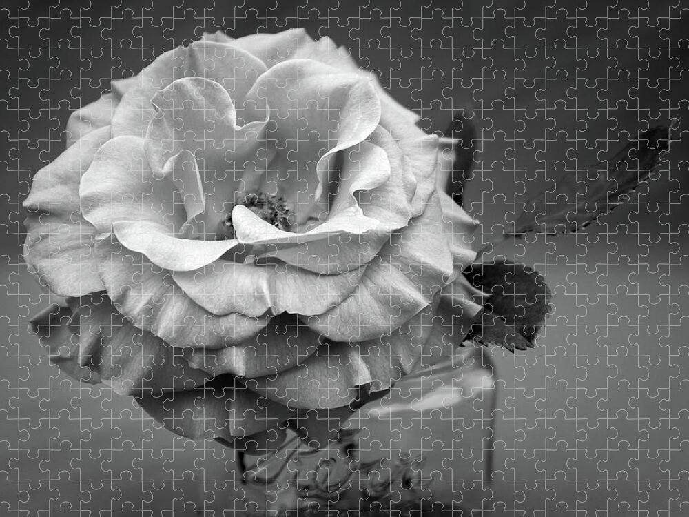 Rose Jigsaw Puzzle featuring the photograph Black and White Rose Antique Mason Jar by Kathy Anselmo