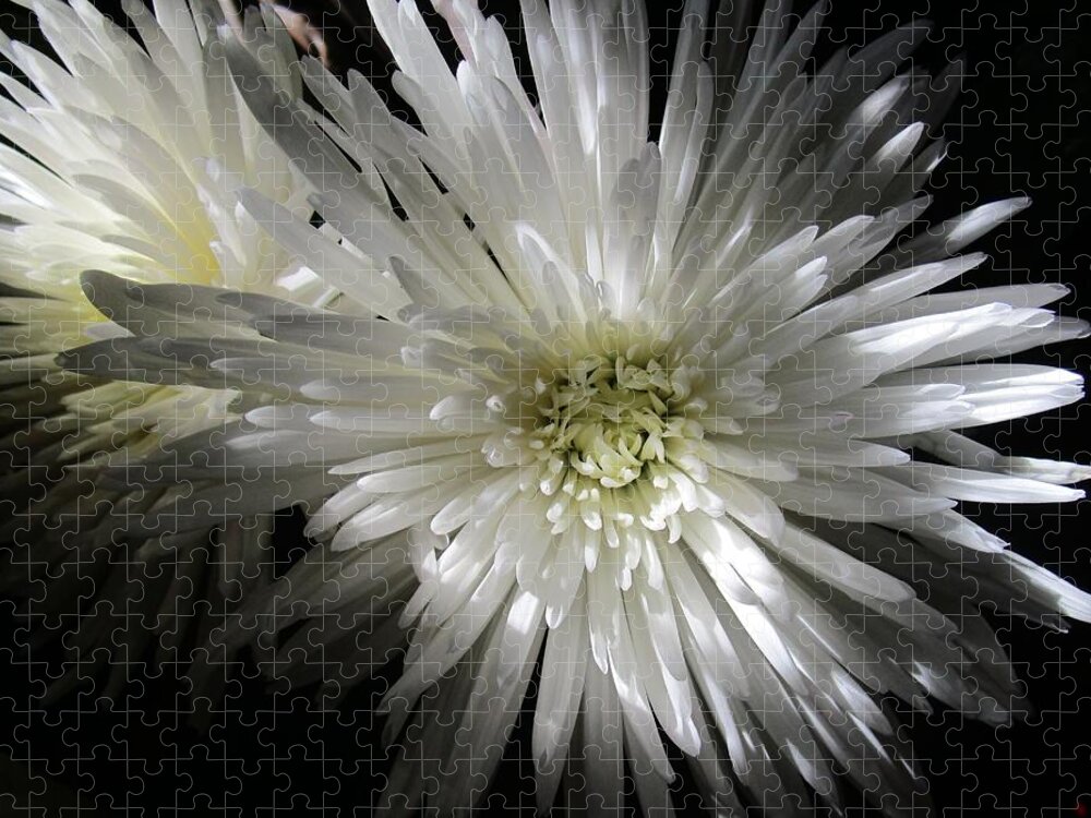 Chrysanthemum Jigsaw Puzzle featuring the photograph Black and White by Rosita Larsson