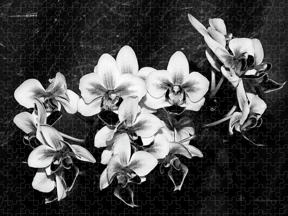 Flowers Jigsaw Puzzle featuring the photograph Black and White Velvet by Phyllis Denton
