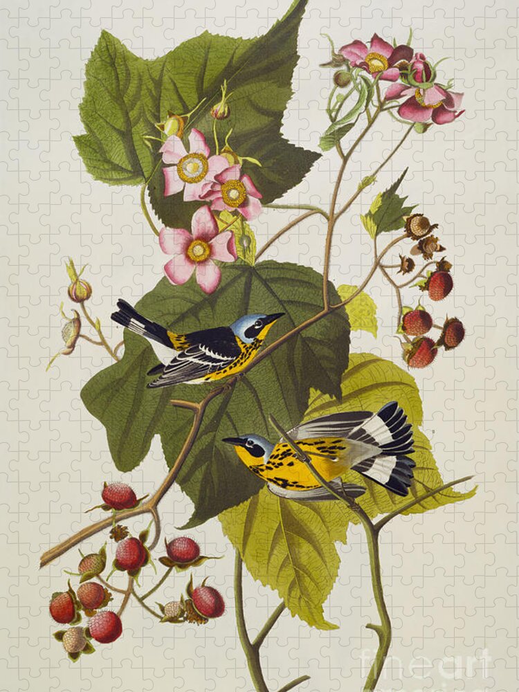 Black And Yellow Warbler. Magnolia Warbler (dendroica Magnolia) Plate Cxxiii From 'the Birds Of America' (aquatint & Engraving With Hand-colouring) By John James Audubon (1785-1851) Jigsaw Puzzle featuring the drawing Black And Yellow Warbler by John James Audubon