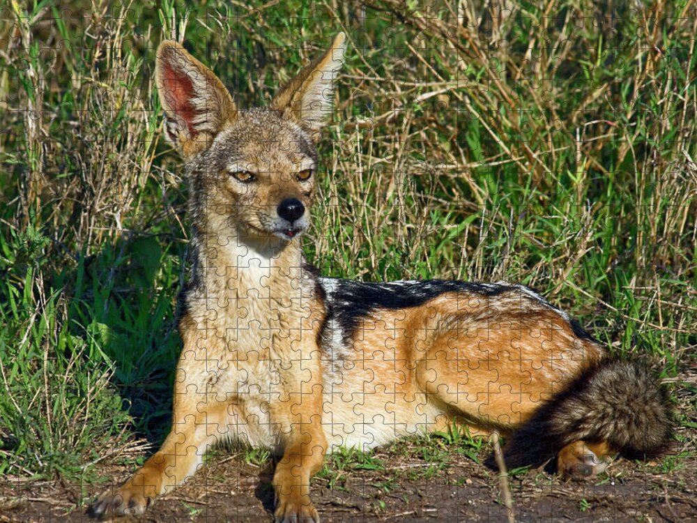 Black-backed Jackal Jigsaw Puzzle featuring the photograph Black-backed Jackal by Sally Weigand
