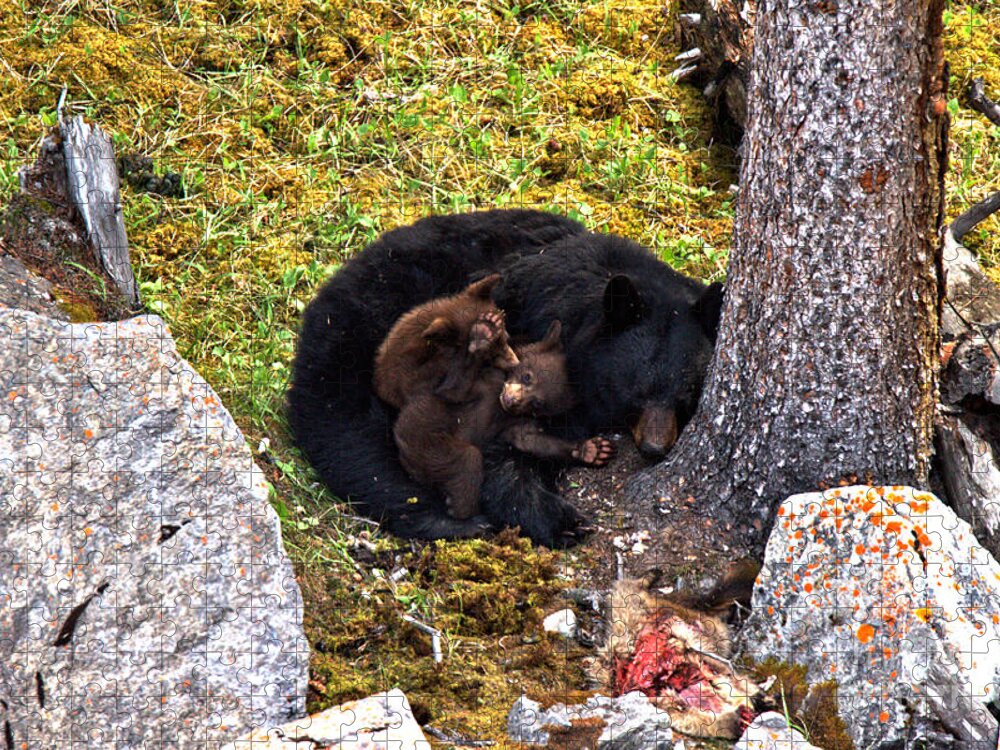 Black Bears Jigsaw Puzzle featuring the photograph Black Bear Family Nap by Adam Jewell