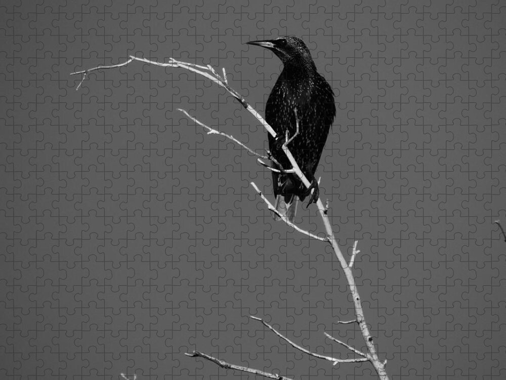 Black Bird Jigsaw Puzzle featuring the photograph Black Bird on a Branch by Bill Tomsa