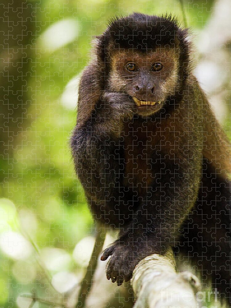 Macaco-prego (Sapajus libidinosus) – Animal Business Brasil