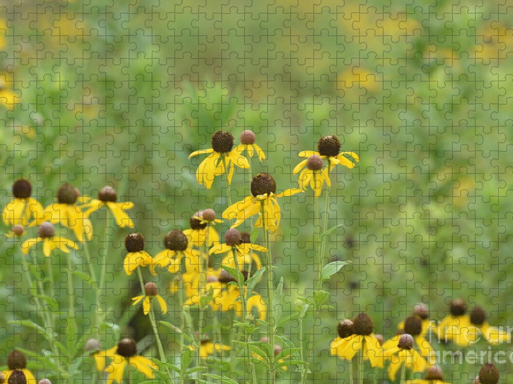 Black-eyed Susans Jigsaw Puzzle featuring the photograph Black-Eyed Susans by Maria Urso
