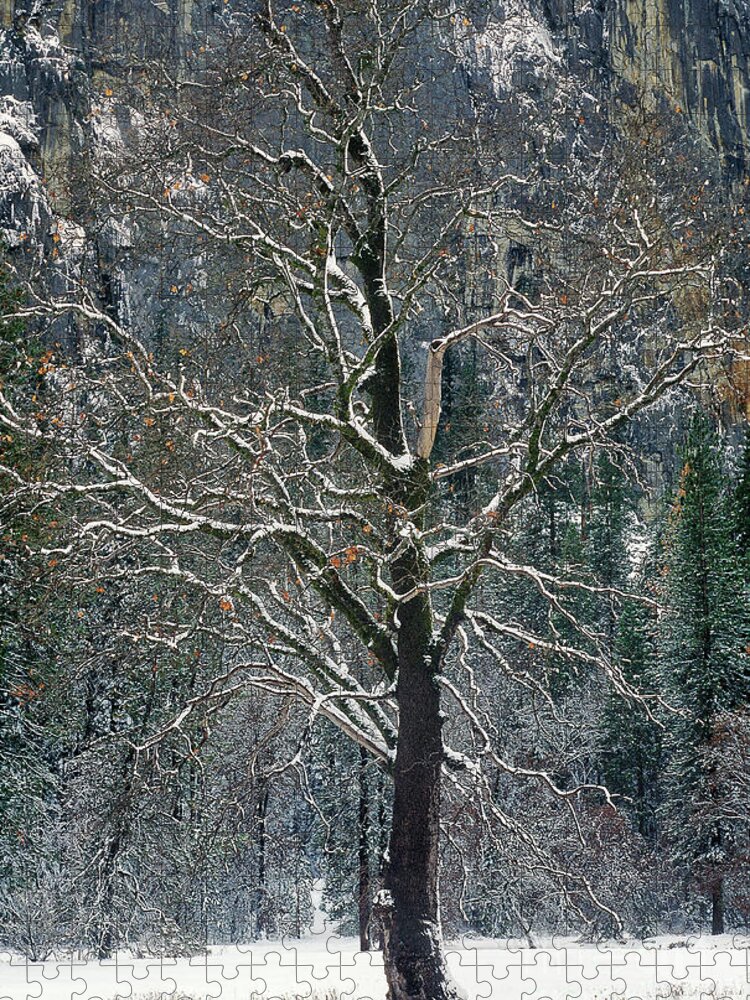 Black Oak Jigsaw Puzzle featuring the photograph Black Oak Quercus Kelloggii With Dusting Of Snow by Dave Welling