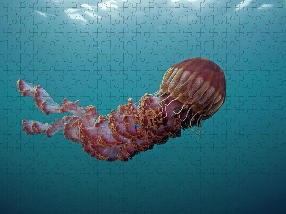 Mp Jigsaw Puzzle featuring the photograph Black Sea Nettle Chrysaora Achlyos by Richard Herrmann