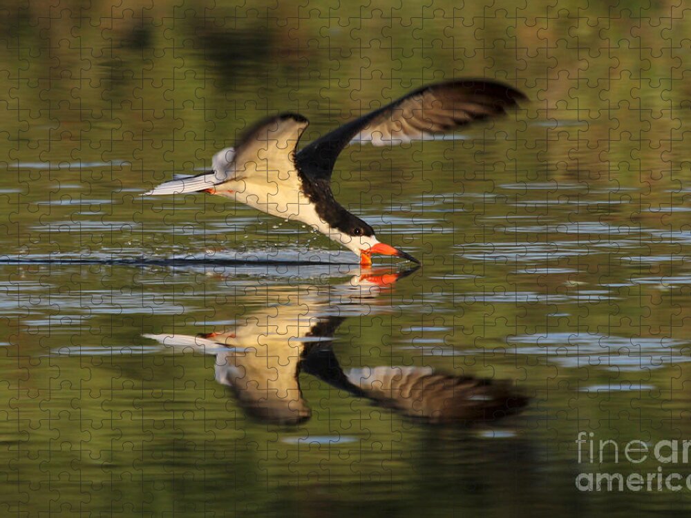 Black Skimmer Jigsaw Puzzle featuring the photograph Black Skimmer Fishing by Meg Rousher