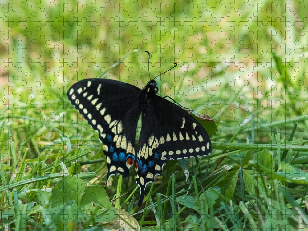 Black Swallowtail Butterfly Jigsaw Puzzle featuring the photograph Black Swallowtail Butterfly by Holden The Moment