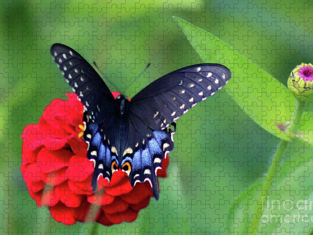 Butterfly Jigsaw Puzzle featuring the photograph Black Swallowtail Butterfly on Red Zinnia by Karen Adams