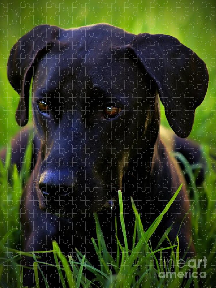 Black Dog Jigsaw Puzzle featuring the photograph Black Velvet by Clare Bevan