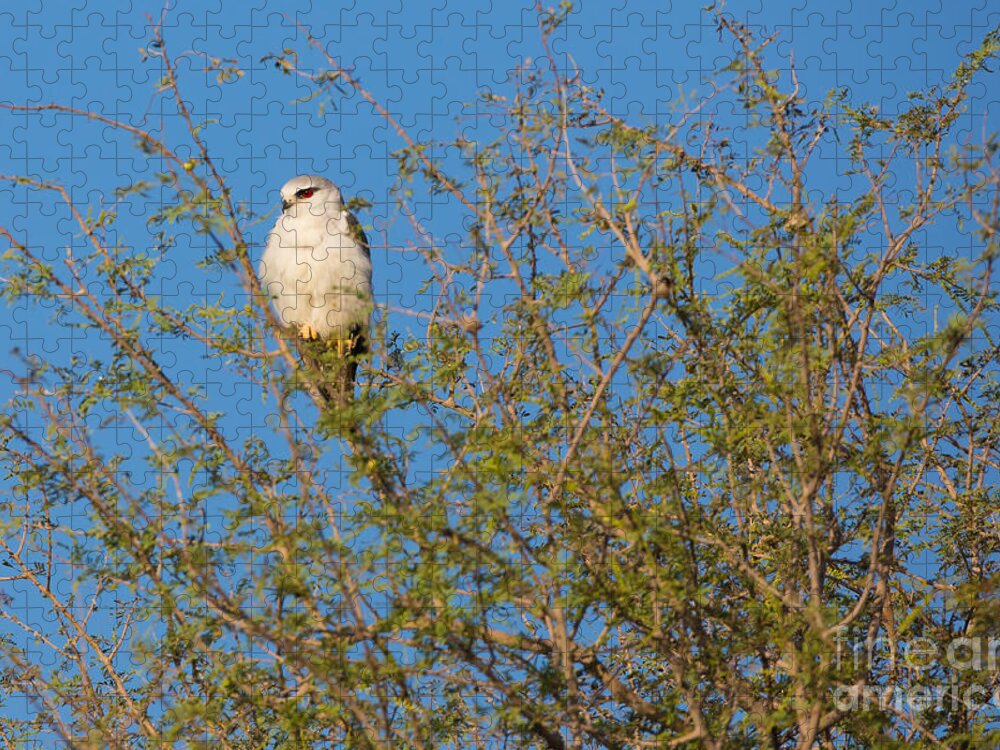 Black-winged Kite Jigsaw Puzzle featuring the photograph Black-winged Kite, India by B. G. Thomson