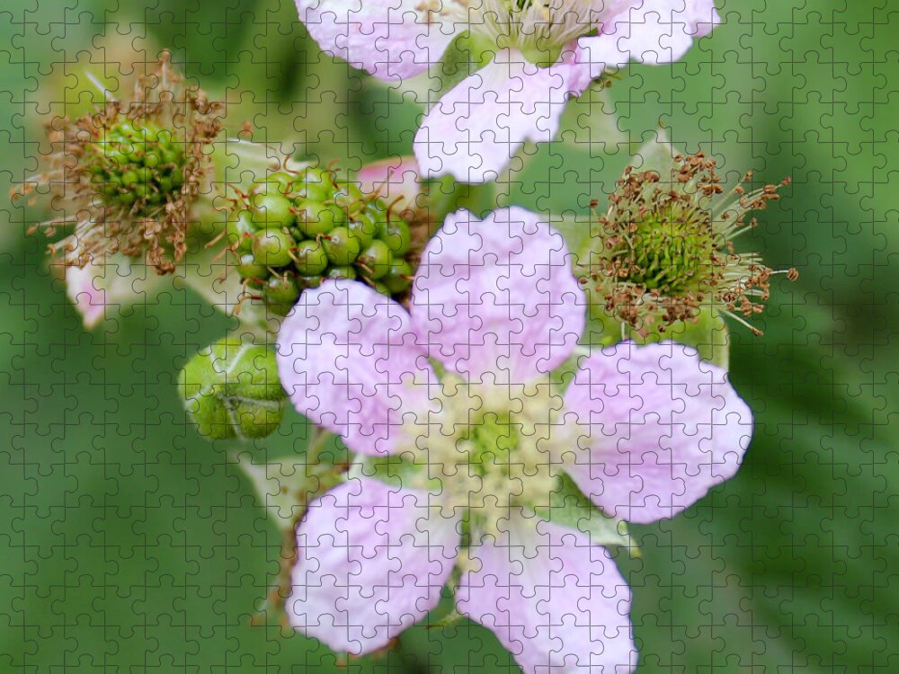 Beauty Jigsaw Puzzle featuring the photograph Blackberry flowers,close-up by Robert Edmanson-Harrison