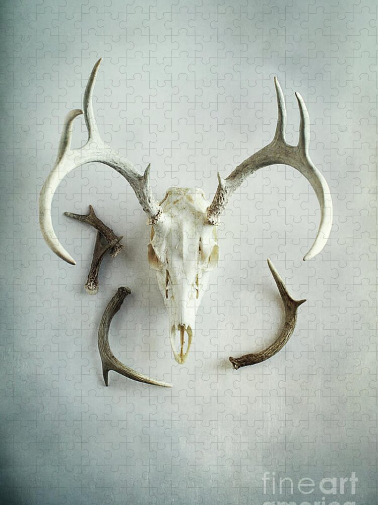Deer Jigsaw Puzzle featuring the photograph Bleached Stag Skull by Stephanie Frey
