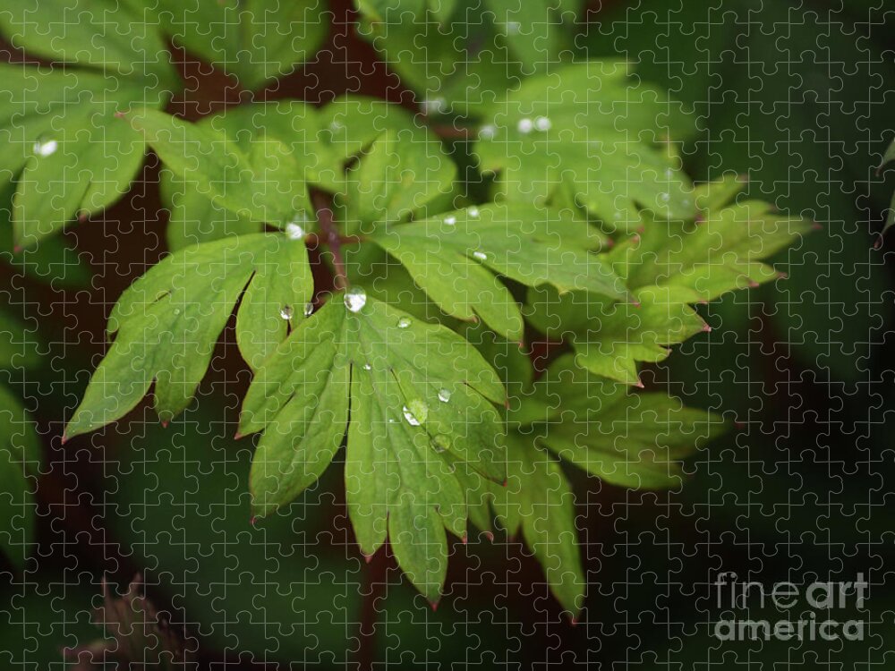 Flowers Jigsaw Puzzle featuring the photograph Bleeding Heart Leaves After The Rain by Dorothy Lee