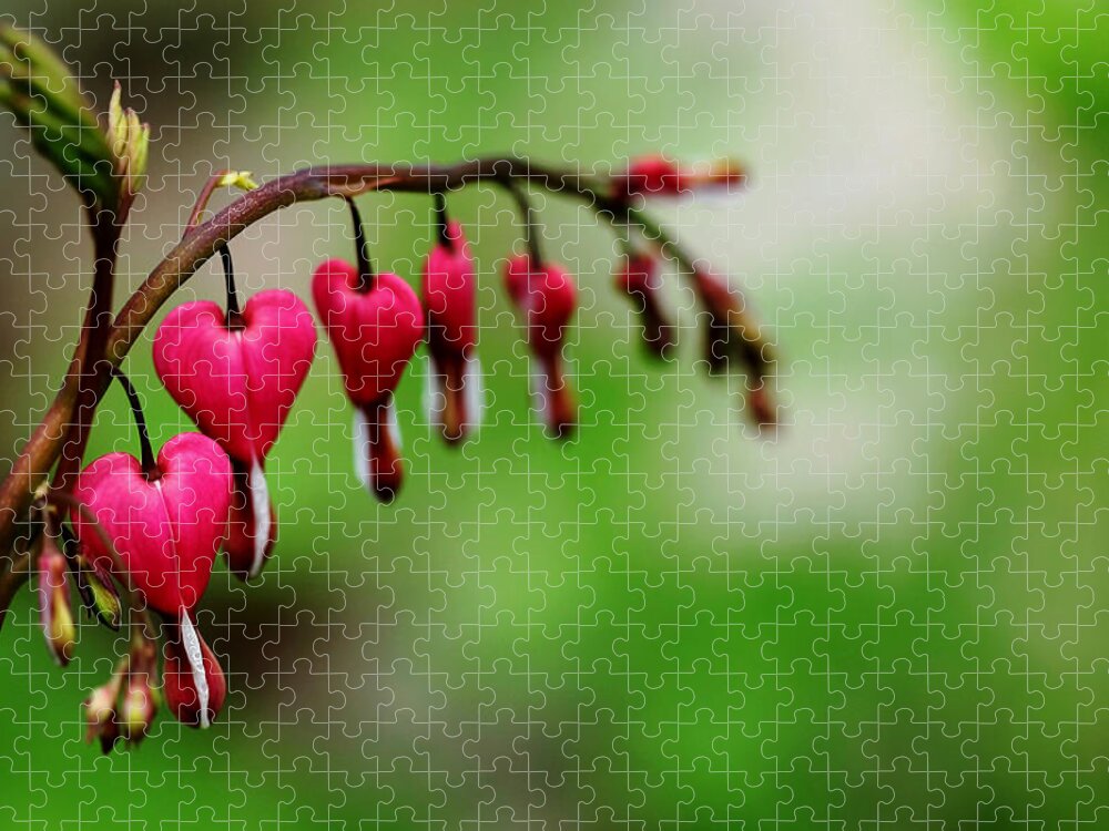 Bleeding Hearts Jigsaw Puzzle featuring the photograph Bleeding Hearts Flower Of Romance by Debbie Oppermann