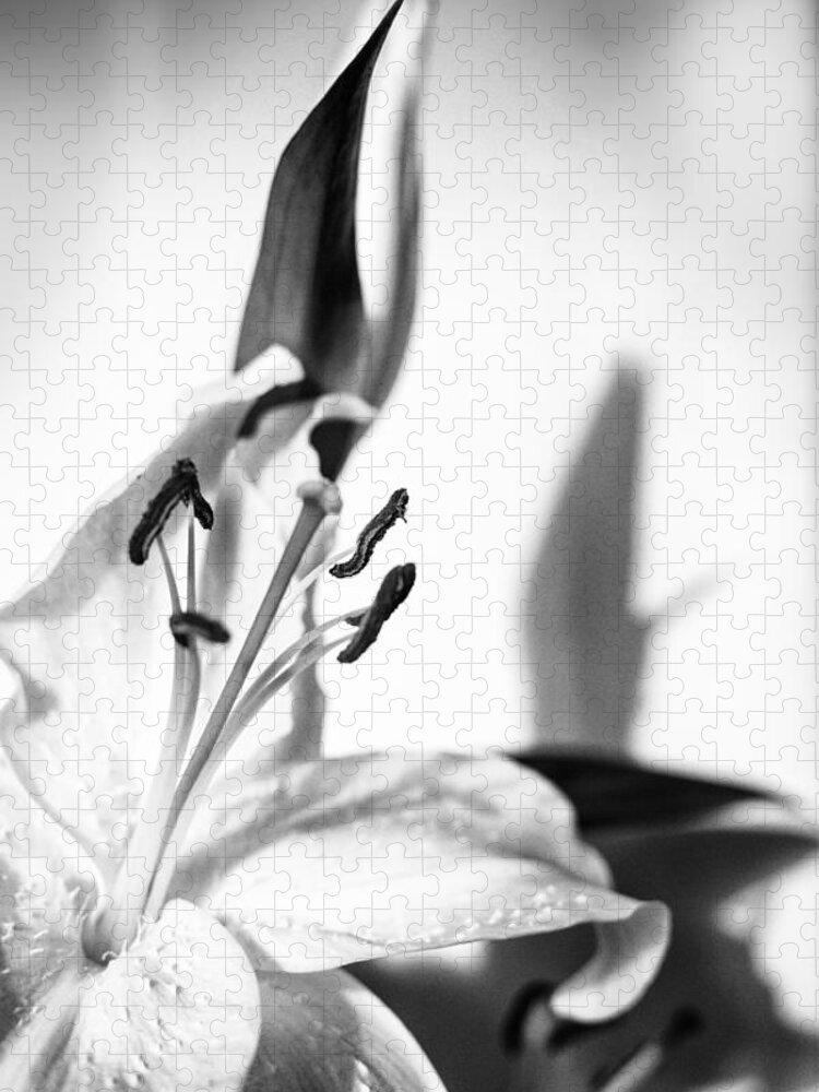 Lily Flower Jigsaw Puzzle featuring the photograph Blossoming White Lilly Flower and Shadow in Monochrome by John Williams